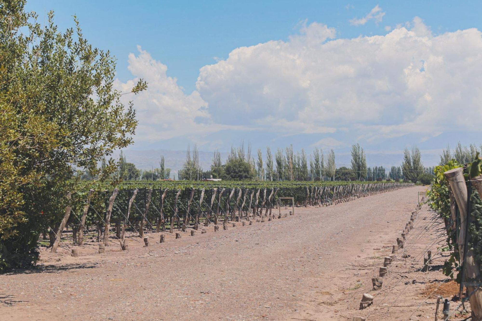 Enlace Wine House Lujan de Cuyo Eksteriør billede